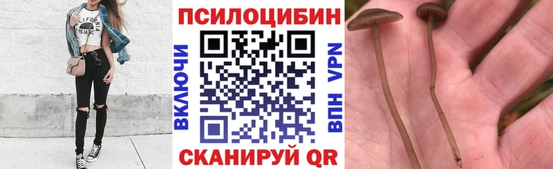 хочу наркоту  Каменногорск  Галлюциногенные грибы GOLDEN TEACHER 